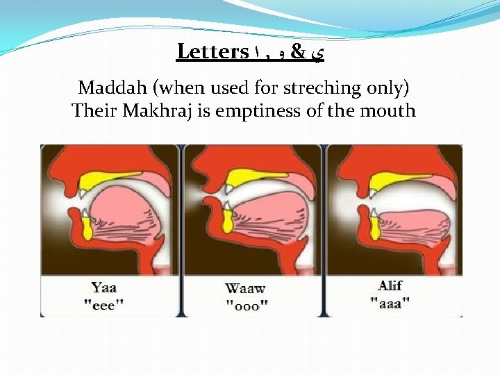 Letters ﺍ , ﻱ & ﻭ Maddah (when used for streching only) Their Makhraj