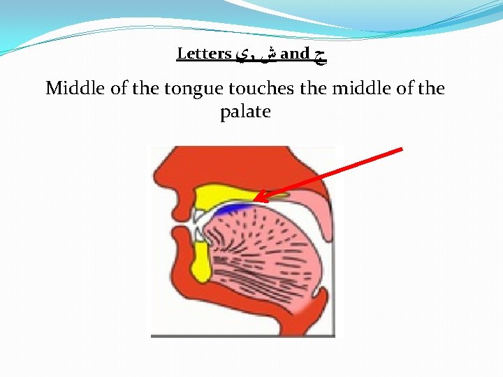 Letters ﻱ , ﺵ and ﺝ Middle of the tongue touches the middle of