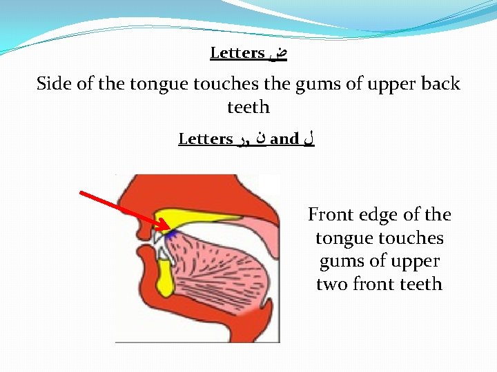 Letters ﺽ Side of the tongue touches the gums of upper back teeth Letters