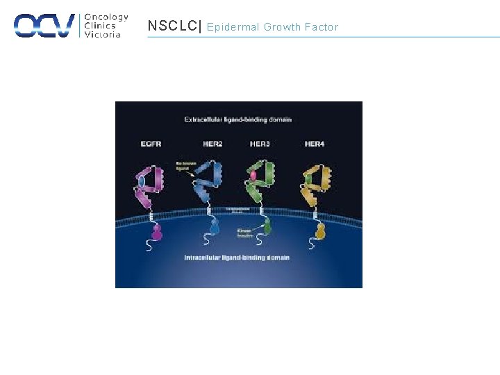 NSCLC| Epidermal Growth Factor 