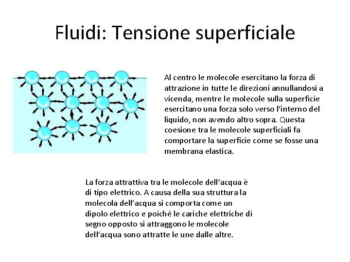 Fluidi: Tensione superficiale Al centro le molecole esercitano la forza di attrazione in tutte