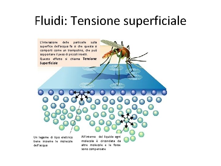 Fluidi: Tensione superficiale L’interazione delle particelle sulla superfice dell’acqua fa si che questa si