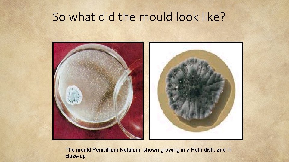 So what did the mould look like? The mould Penicillium Notatum, shown growing in