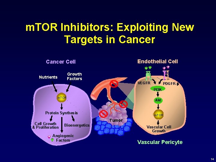 m. TOR Inhibitors: Exploiting New Targets in Cancer Endothelial Cell Cancer Cell Growth Factors