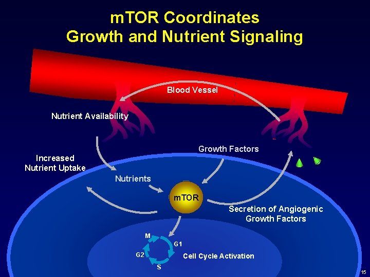 m. TOR Coordinates Growth and Nutrient Signaling Blood Vessel Nutrient Availability Growth Factors Increased