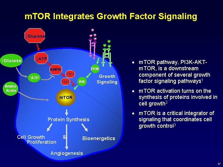 m. TOR Integrates Growth Factor Signaling ↓Glucose ↑Glucose ↓ATP PI 3 K AMPK TSC