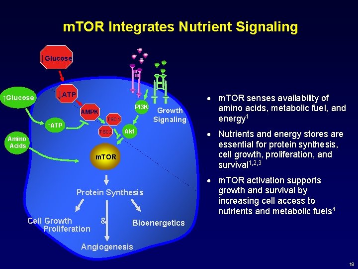 m. TOR Integrates Nutrient Signaling ↓Glucose ↑Glucose ↓ATP PI 3 K AMPK TSC 1