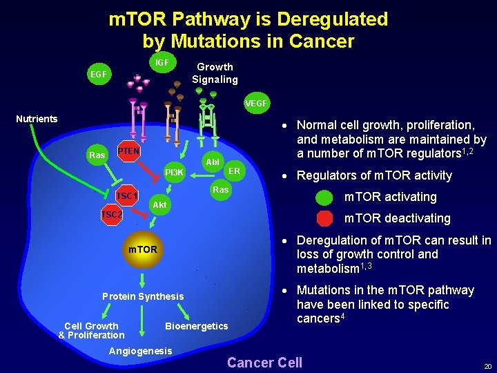 m. TOR Pathway is Deregulated by Mutations in Cancer IGF EGF Growth Signaling VEGF