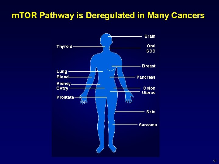 m. TOR Pathway is Deregulated in Many Cancers Brain Thyroid Oral SCC Breast Lung