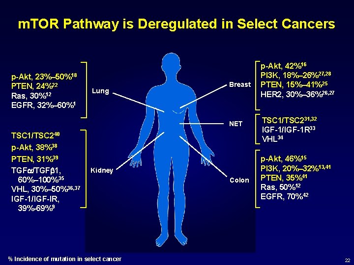 m. TOR Pathway is Deregulated in Select Cancers p-Akt, 23%– 50%18 PTEN, 24%22 Ras,