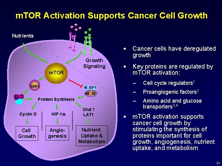 m. TOR Activation Supports Cancer Cell Growth Nutrients Growth Signaling · Cancer cells have