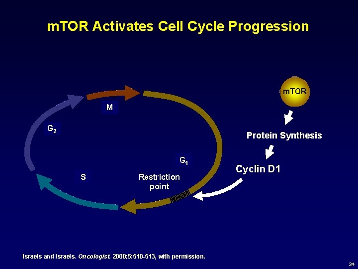 m. TOR Activates Cell Cycle Progression m. TOR M G 2 Protein Synthesis G