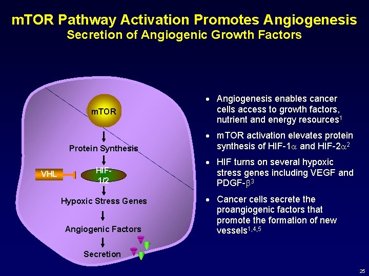 m. TOR Pathway Activation Promotes Angiogenesis Secretion of Angiogenic Growth Factors m. TOR VHL