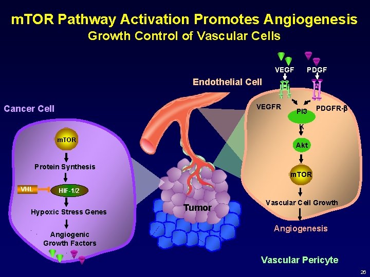 m. TOR Pathway Activation Promotes Angiogenesis Growth Control of Vascular Cells VEGF PDGF Endothelial