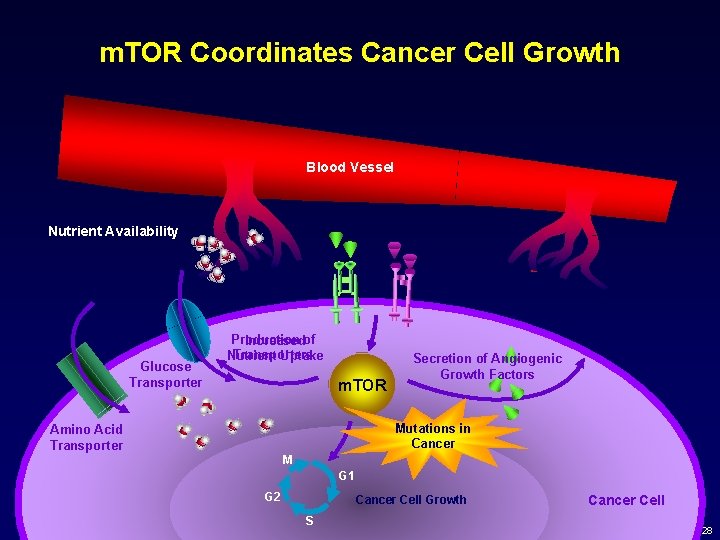 m. TOR Coordinates Cancer Cell Growth Blood Vessel Nutrient Availability Glucose Transporter Production Increasedof