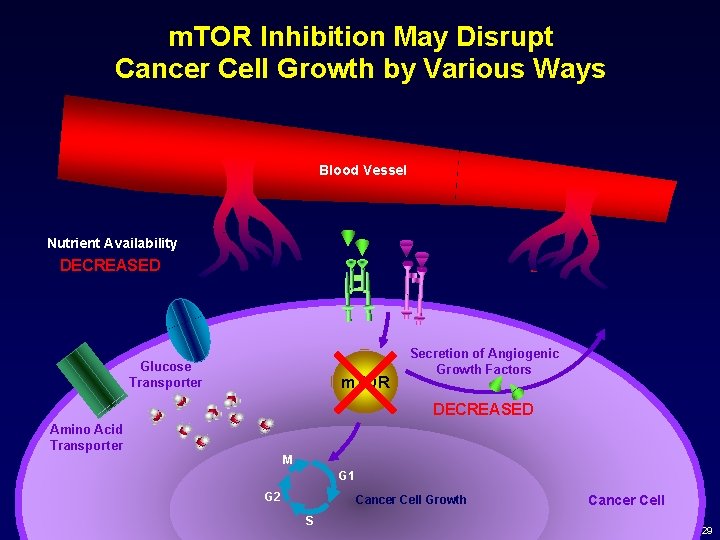 m. TOR Inhibition May Disrupt Cancer Cell Growth by Various Ways Blood Vessel Nutrient