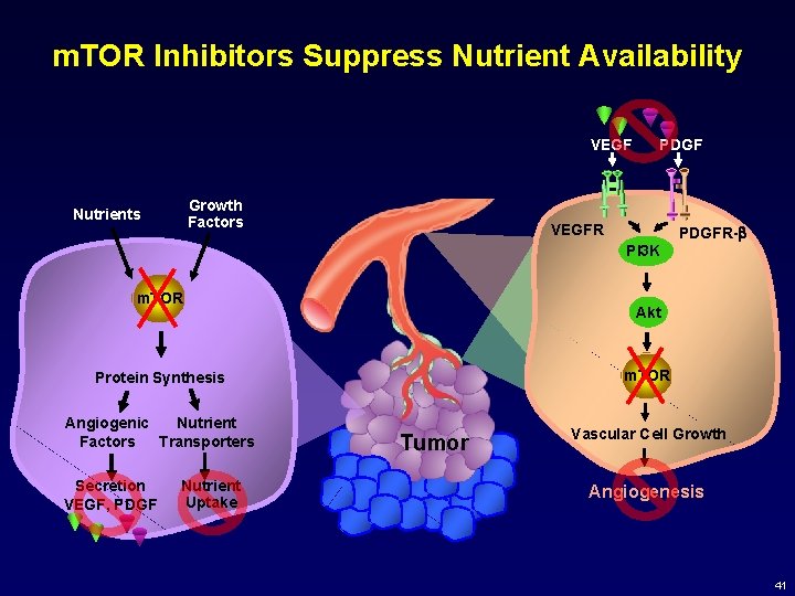 m. TOR Inhibitors Suppress Nutrient Availability VEGF Growth Factors Nutrients PDGF VEGFR PDGFR-b PI