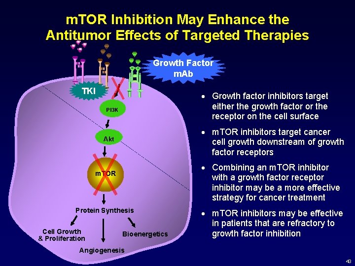 m. TOR Inhibition May Enhance the Antitumor Effects of Targeted Therapies Growth Factor m.