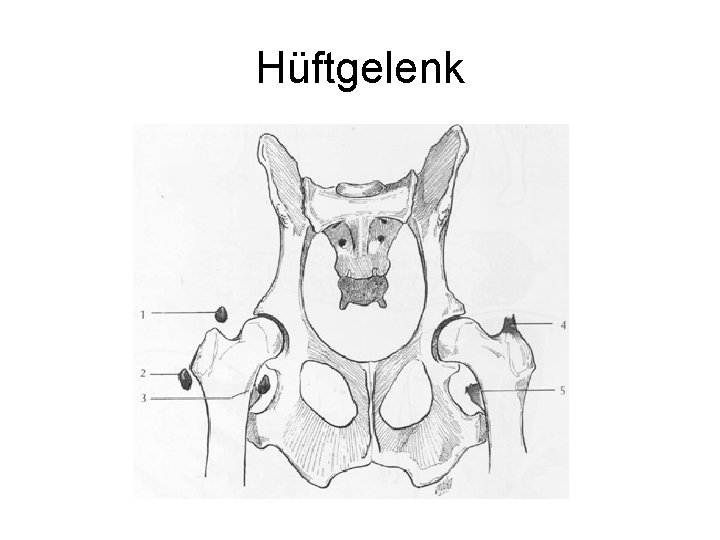 Hüftgelenk 