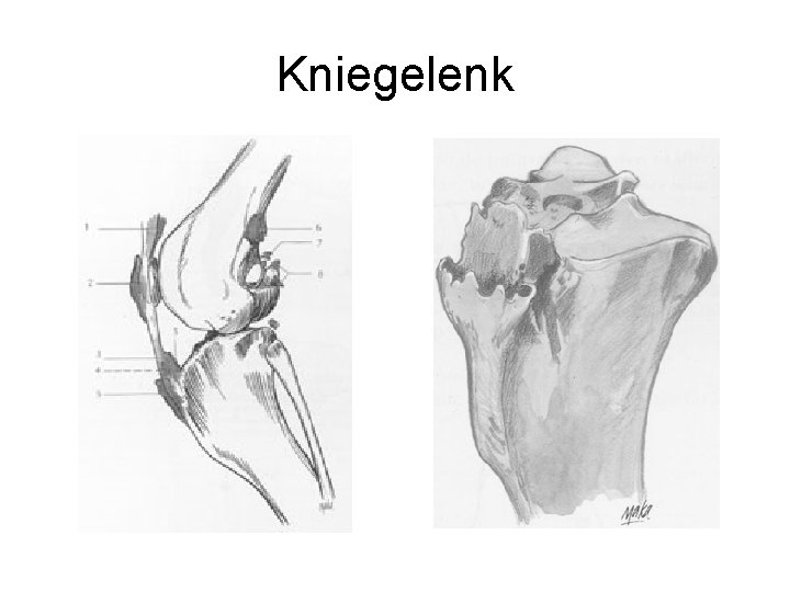 Kniegelenk 