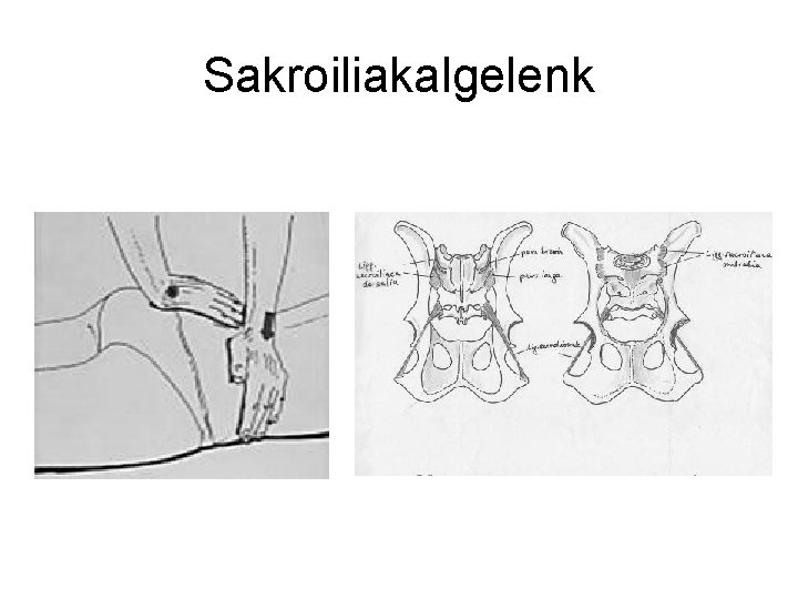 Sakroiliakalgelenk 