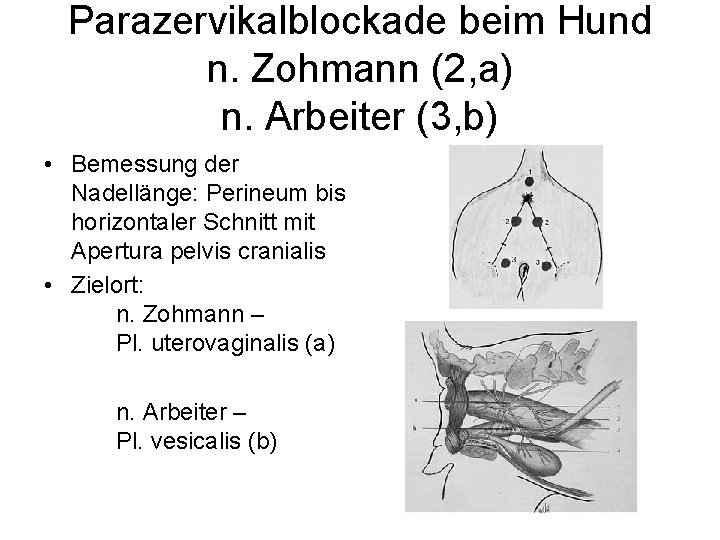 Parazervikalblockade beim Hund n. Zohmann (2, a) n. Arbeiter (3, b) • Bemessung der