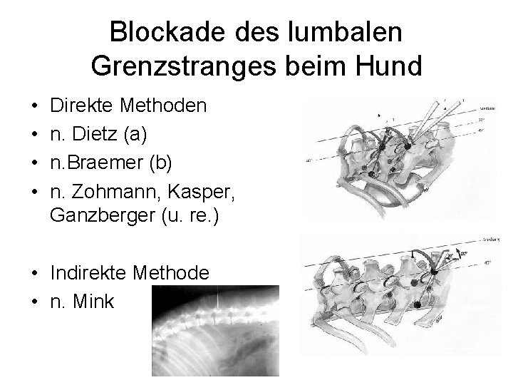 Blockade des lumbalen Grenzstranges beim Hund • • Direkte Methoden n. Dietz (a) n.