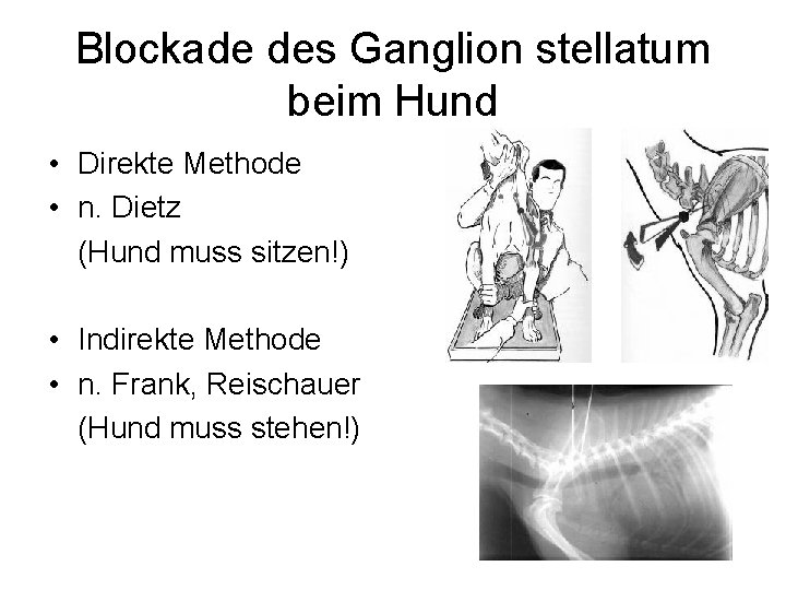 Blockade des Ganglion stellatum beim Hund • Direkte Methode • n. Dietz (Hund muss