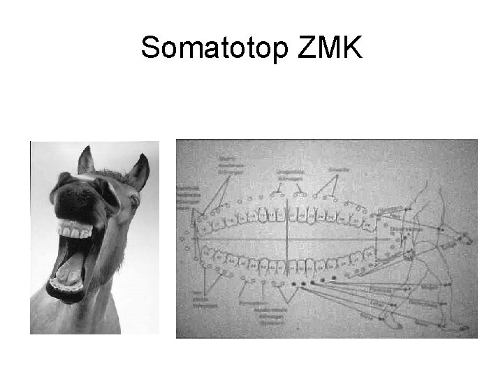 Somatotop ZMK 