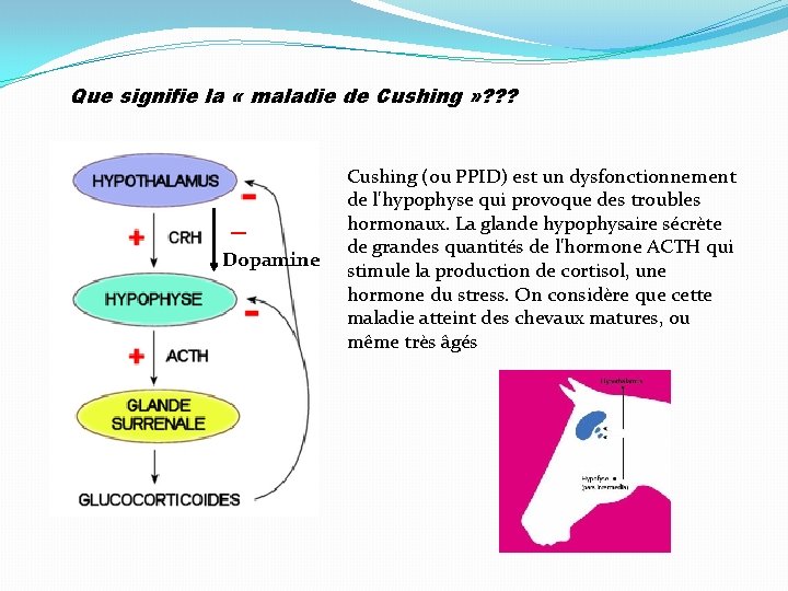 Que signifie la « maladie de Cushing » ? ? ? Dopamine Cushing (ou