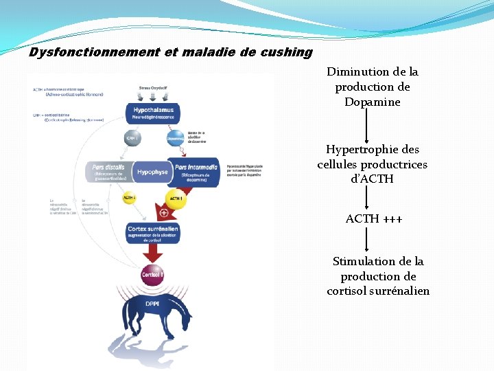 Dysfonctionnement et maladie de cushing Diminution de la production de Dopamine Hypertrophie des cellules