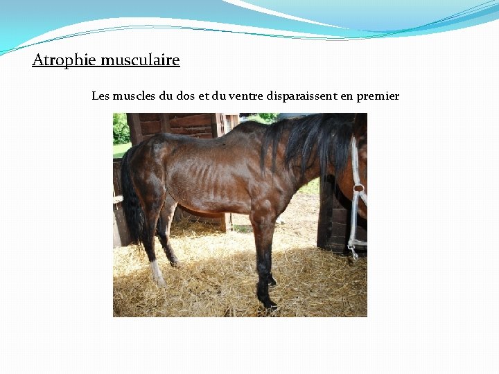 Atrophie musculaire Les muscles du dos et du ventre disparaissent en premier 