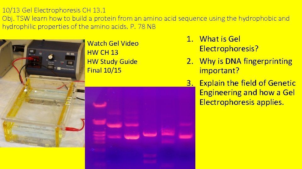 10/13 Gel Electrophoresis CH 13. 1 Obj. TSW learn how to build a protein