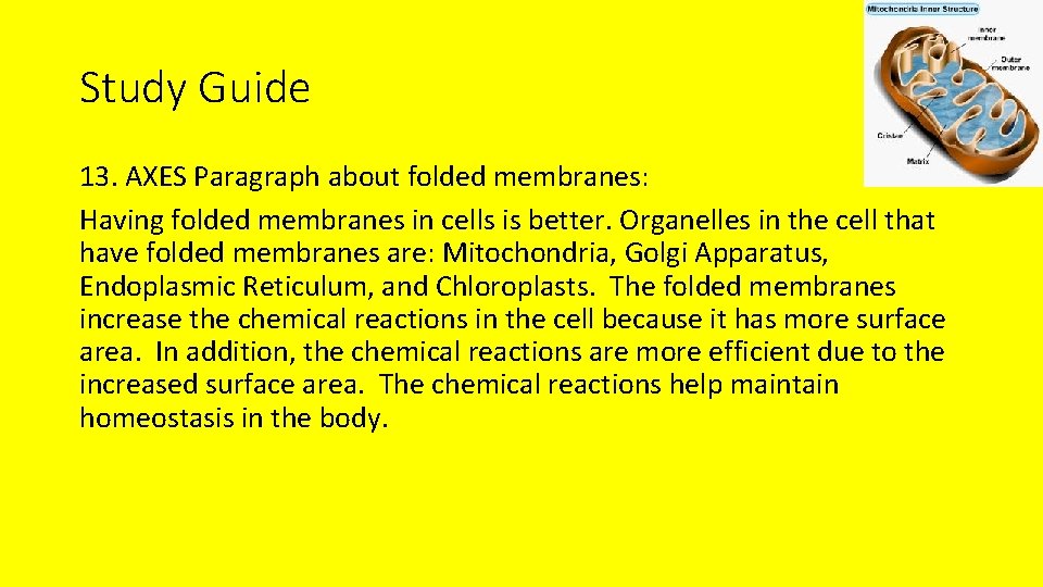 Study Guide 13. AXES Paragraph about folded membranes: Having folded membranes in cells is