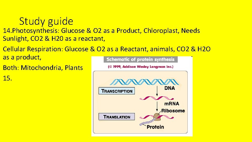 Study guide 14. Photosynthesis: Glucose & O 2 as a Product, Chloroplast, Needs Sunlight,