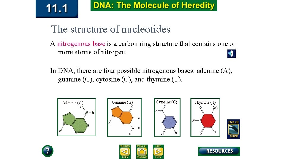 The structure of nucleotides A nitrogenous base is a carbon ring structure that contains