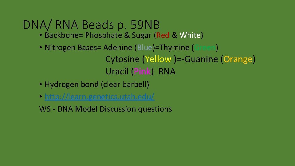 DNA/ RNA Beads p. 59 NB • Backbone= Phosphate & Sugar (Red & White)