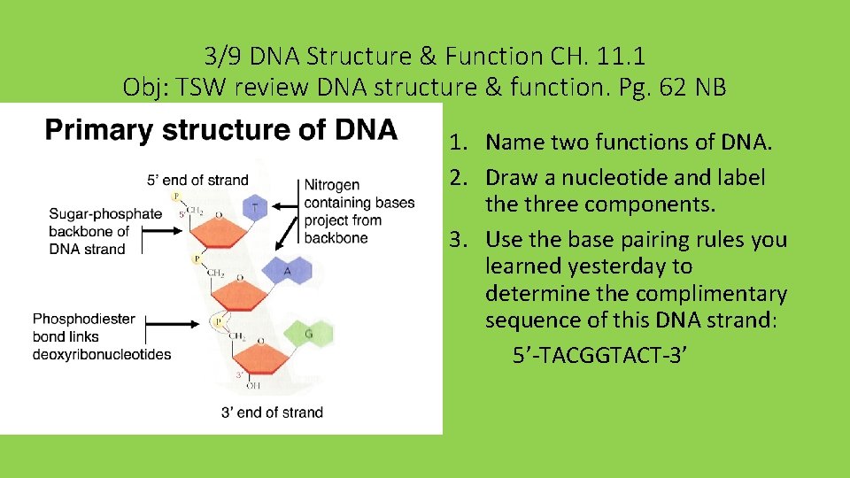 3/9 DNA Structure & Function CH. 11. 1 Obj: TSW review DNA structure &