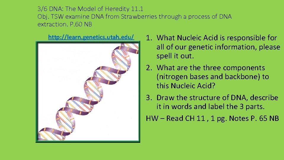3/6 DNA: The Model of Heredity 11. 1 Obj. TSW examine DNA from Strawberries