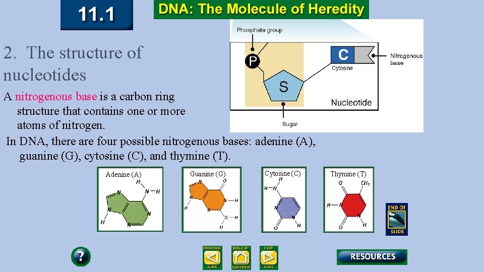 2. The structure of nucleotides A nitrogenous base is a carbon ring structure that