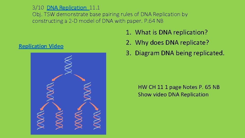 3/10 DNA Replication 11. 1 Obj. TSW demonstrate base pairing rules of DNA Replication