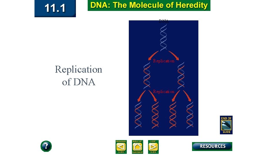 DNA Replication of DNA Replication 