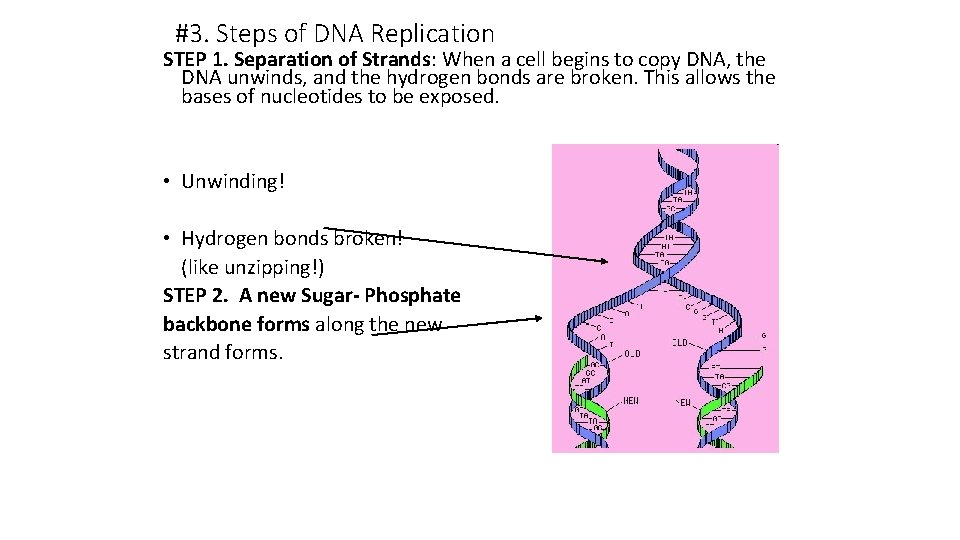 #3. Steps of DNA Replication STEP 1. Separation of Strands: When a cell begins