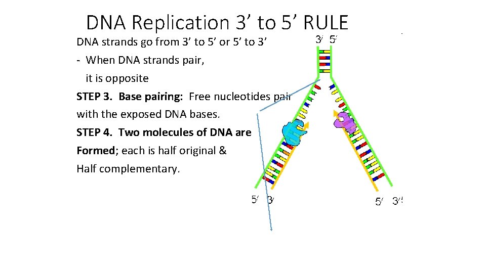 DNA Replication 3’ to 5’ RULE DNA strands go from 3’ to 5’ or