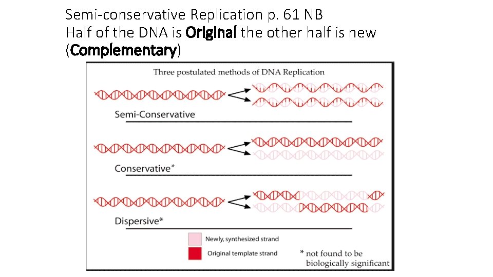 Semi-conservative Replication p. 61 NB Half of the DNA is Original the other half