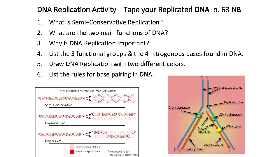 DNA Replication Activity Tape your Replicated DNA p. 63 NB 1. 2. 3. 4.