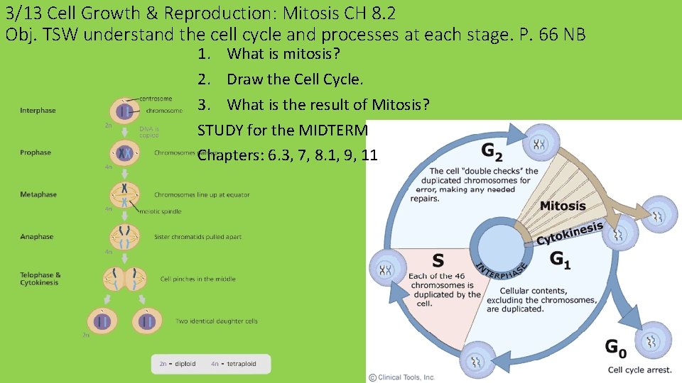 3/13 Cell Growth & Reproduction: Mitosis CH 8. 2 Obj. TSW understand the cell