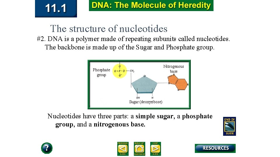 The structure of nucleotides #2. DNA is a polymer made of repeating subunits called