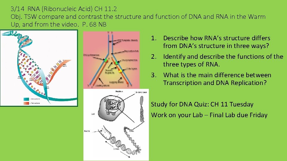3/14 RNA (Ribonucleic Acid) CH 11. 2 Obj. TSW compare and contrast the structure