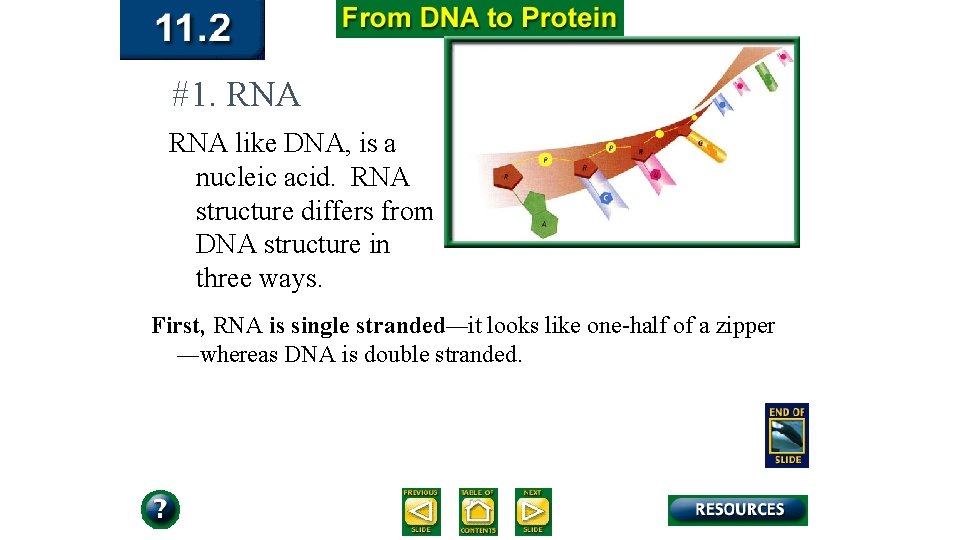 #1. RNA like DNA, is a nucleic acid. RNA structure differs from DNA structure